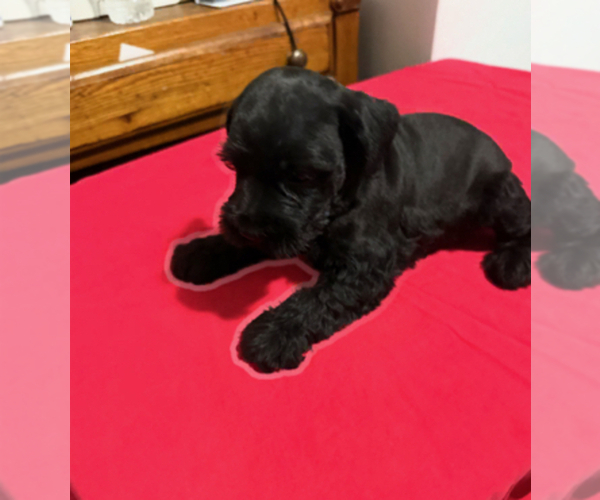 Medium Photo #5 Schnauzer (Miniature) Puppy For Sale in DUARTE, CA, USA