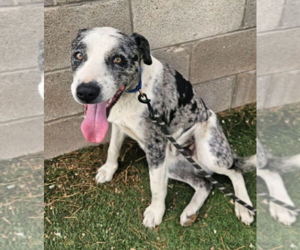 Medium Photo #3 Australian Shepherd-Catahoula Leopard Dog Mix Puppy For Sale in Lakewood, CO, USA