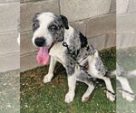 Small #2 Australian Shepherd-Catahoula Leopard Dog Mix