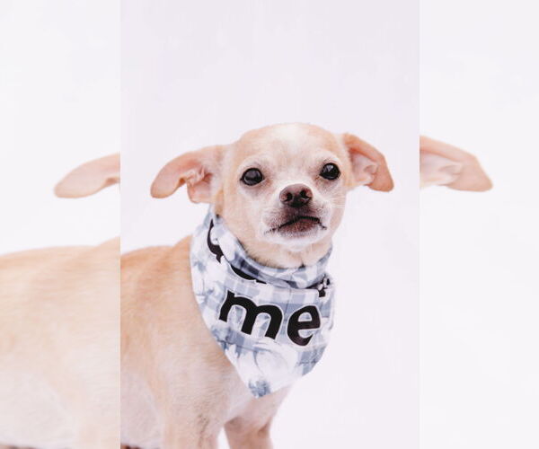 Medium Photo #4 Rat-Cha Puppy For Sale in Princeton, MN, USA