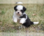 Small #3 Shih Tzu