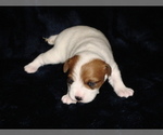Small #2 Parson Russell Terrier