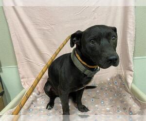 American Pit Bull Terrier-Unknown Mix Dogs for adoption in Modesto, CA, USA