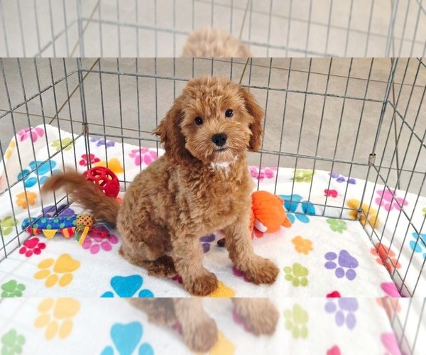 Medium Photo #1 Cavapoo mix (+ Poodle Miniature) Puppy For Sale in ORO VALLEY, AZ, USA