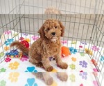 Otis - Male Cavapoo mix (+ Poodle Miniature) Puppy for Sale - Small photo