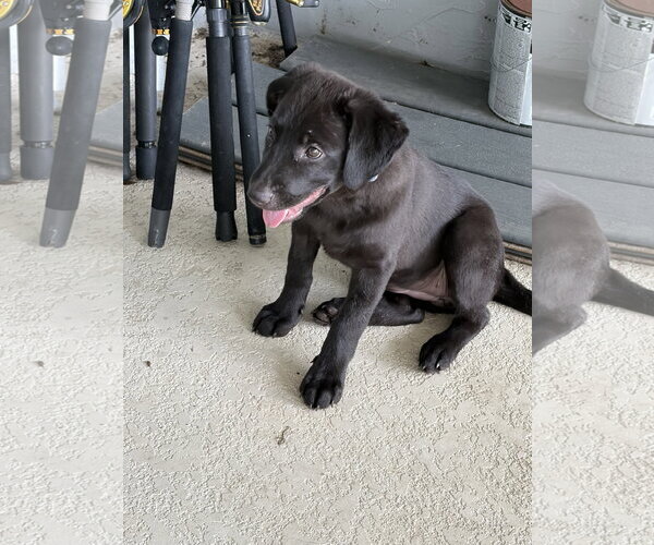 Medium Photo #4 Labrador Retriever-Unknown Mix Puppy For Sale in Royal Palm Beach, FL, USA
