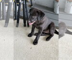 Small #3 Labrador Retriever Mix