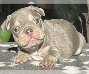 French Bulldog Puppy for sale in BOSTON, MA, USA