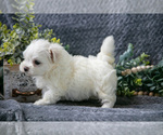 Small #1 Maltese