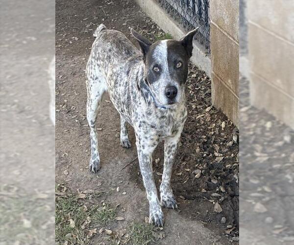 Medium Photo #1 Texas Heeler Puppy For Sale in Riverside, CA, USA