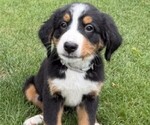 Small Photo #3 Bernese Mountain Dog Puppy For Sale in SPRINGFIELD, OH, USA
