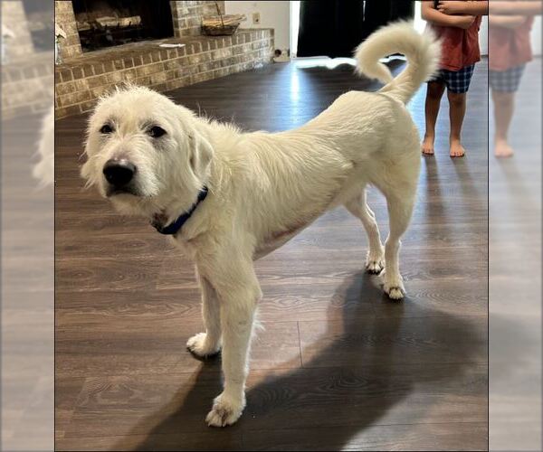 Medium Photo #1 Great Pyrenees-Unknown Mix Puppy For Sale in Houston, TX, USA