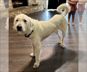 Great Pyrenees-Unknown Mix Dogs for adoption in Houston, TX, USA