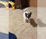 Small #6 Chinese Crested