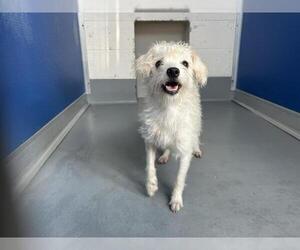 Cairn Terrier-Unknown Mix Dogs for adoption in Visalia, CA, USA