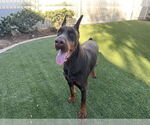 Small Doberman Pinscher