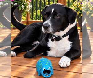 Roscoe *Help! I need a foster home!* - Male Labrador Retriever-Unknown Mix Dog for Adoption - Photo #2
