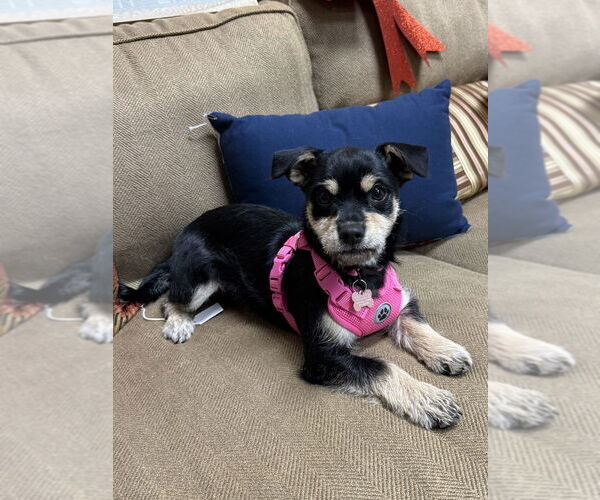 Medium Photo #2 Mutt Puppy For Sale in Mundelein, IL, USA