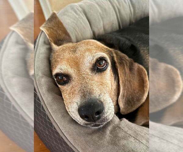 Medium Photo #2 Beagle Puppy For Sale in Dunnellon, FL, USA