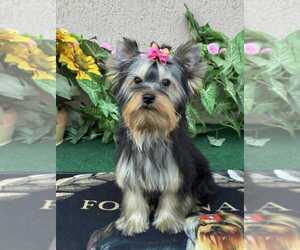 Yorkshire Terrier Puppy for Sale in Monor, Pest Hungary