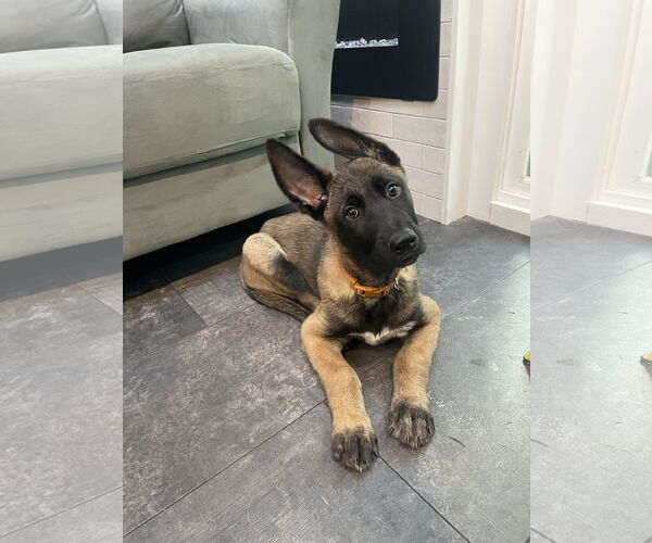 Medium Photo #14 German Shepherd Dog Puppy For Sale in Seattle, WA, USA