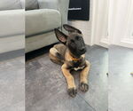 Small #13 German Shepherd Dog