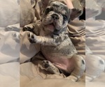 Small #8 French Bulldog