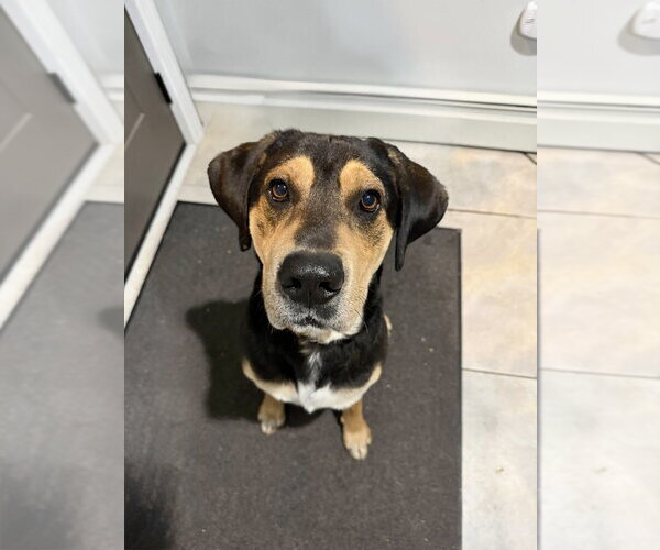 Medium Photo #21 American Foxhound-Unknown Mix Puppy For Sale in Brewster, NY, USA