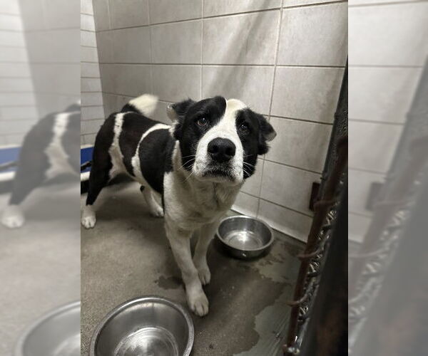 Medium Photo #1 Australian Kelpie-Unknown Mix Puppy For Sale in Stockton, CA, USA