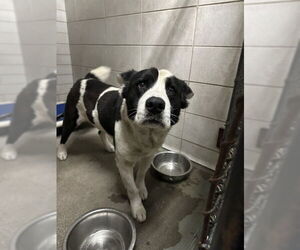 Australian Kelpie-Unknown Mix Dogs for adoption in Stockton, CA, USA