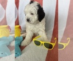 Small #3 Miniature Bernedoodle