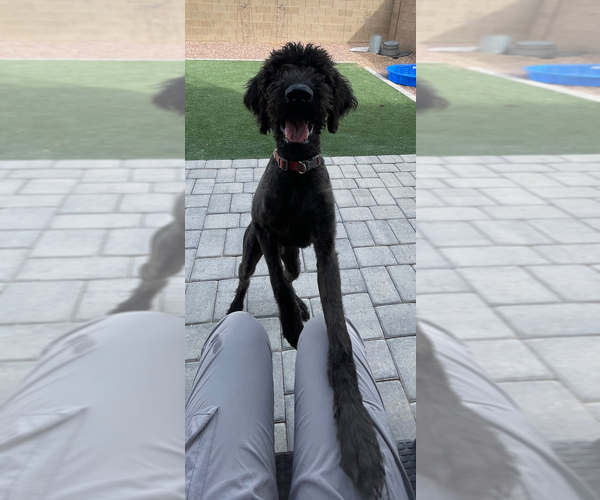 Medium Photo #5 Airedoodle-Labrador Retriever Mix Puppy For Sale in MARANA, AZ, USA