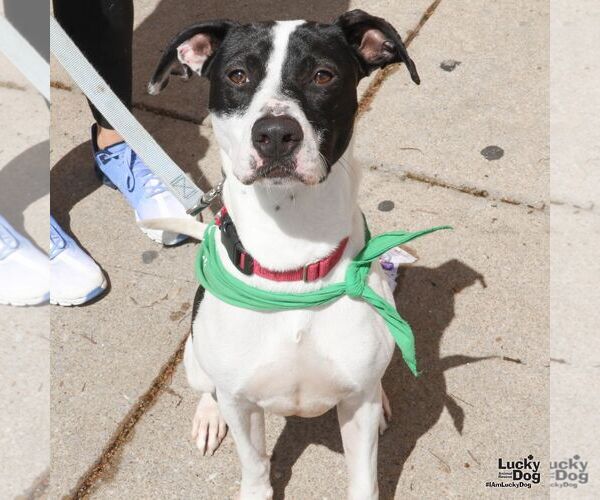 Medium Photo #2 Lab-Pointer Puppy For Sale in Washington, DC, USA