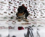 Small Photo #3 Dachshund Puppy For Sale in LANCASTER, PA, USA
