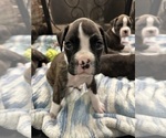 Small Photo #76 Boxer Puppy For Sale in RALEIGH, NC, USA