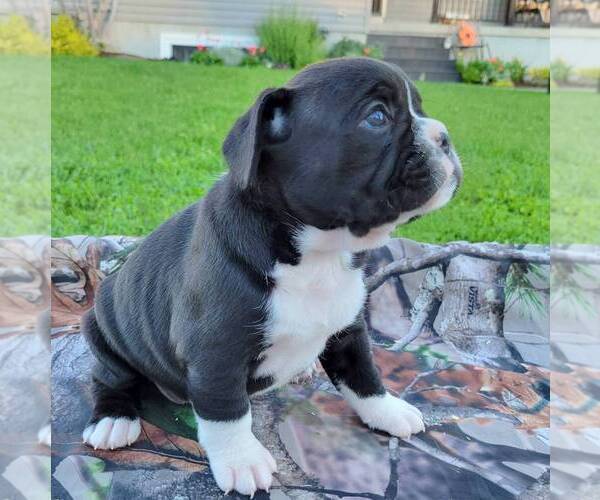 Medium Photo #2 French Bulloxer Puppy For Sale in CANAJOHARIE, NY, USA