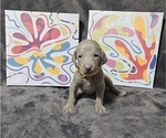 Small #18 Weimaraner