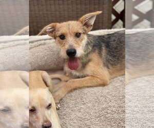 Airedale Terrier-Unknown Mix Dogs for adoption in Newport Beach, CA, USA