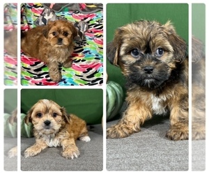 Shorkie Tzu Puppy for Sale in WAYNESVILLE, Missouri USA