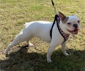 Faux Frenchbo Bulldog Puppy for sale in NEWNAN, GA, USA