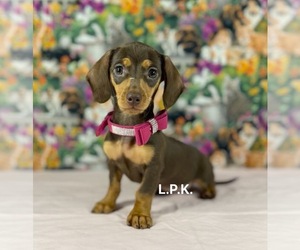 Dachshund Puppy for sale in WINNSBORO, LA, USA