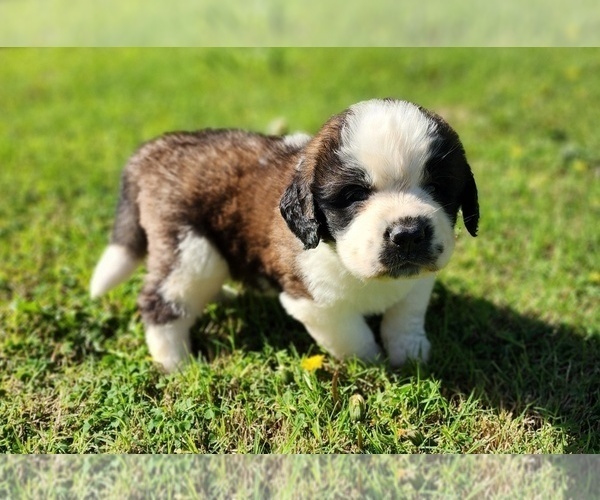 Medium Photo #4 Saint Bernard Puppy For Sale in TURLOCK, CA, USA