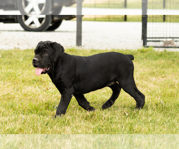 Medium Photo #1 Cane Corso Puppy For Sale in WAKARUSA, IN, USA