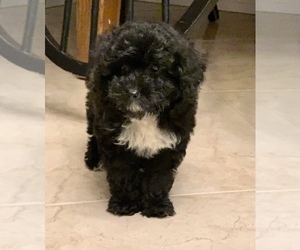 Aussiedoodle Miniature  Puppy for sale in EL CAMPO, TX, USA