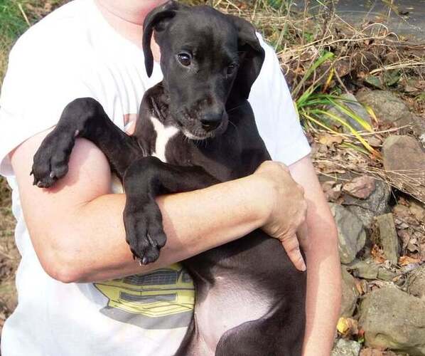 Medium Photo #51 Great Dane Puppy For Sale in SPRAGGS, PA, USA