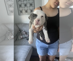 American Bully Puppy for sale in NAUGATUCK, CT, USA