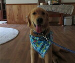 Small #5 Golden Retriever