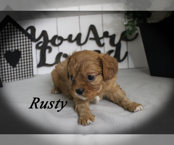 Medium Photo #13 Cavalier King Charles Spaniel Puppy For Sale in CHANUTE, KS, USA