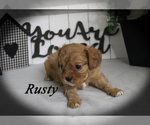 Small #12 Cavalier King Charles Spaniel