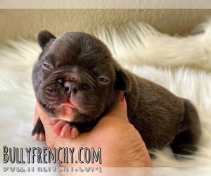 French Bulldog Puppy for sale in OJAI, CA, USA